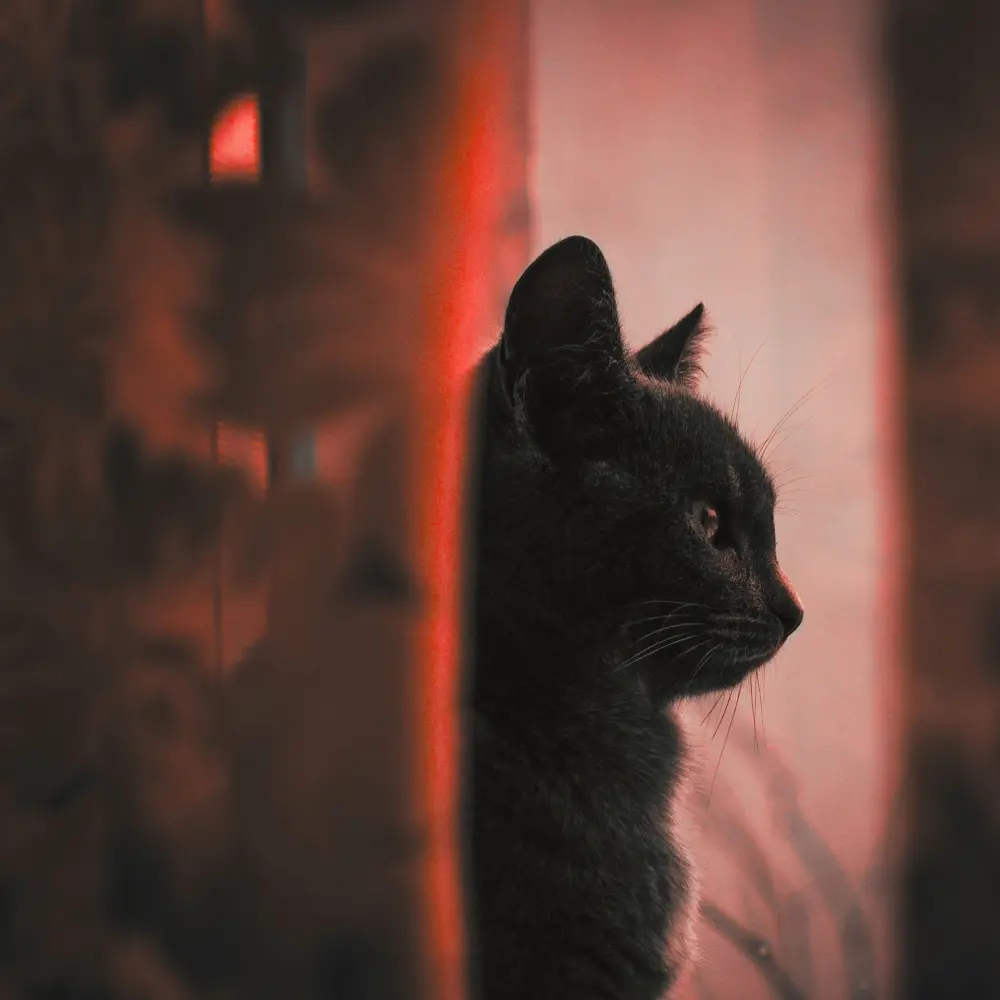 Chat noir